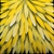 emu_dreaming_49_photo_slideshow.jpg