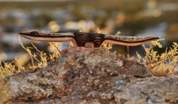 goanna_sculpture_1_photo_slideshow.jpg