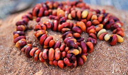 Ininti Seed Necklace (AN12045249)