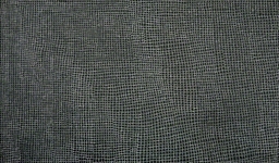 bush_plum_1_photo_slideshow.jpg
